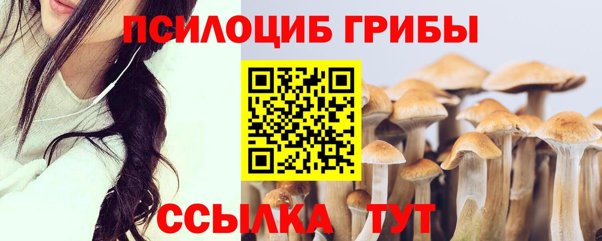 Галлюциногенные грибы Psilocybe Россия
